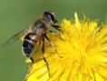 /album/fotogaleria/abeja-jpg/