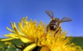 /album/fotogaleria/abeja-en-flor-amarilla-jpg/
