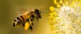 /album/fotogaleria/abejas-fondo-medio-ambiente-ecologia-640x280-28052013-jpg/
