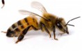 /album/fotogaleria/diccionario-de-simbolos-abejas-abismo-acacia-acanto-acebo-1-jpg/