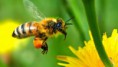 /album/fotogaleria/los-pesticidas-afectan-a-las-abejas-que-no-saben-volver-a-la-colmena-jpg/