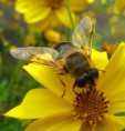 /album/fotogaleria/a02-abeja-sobre-bidens-iii-web-jpg/