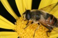 /album/fotogaleria/abeja-004515-1-0-jpg/