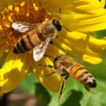 /album/fotogaleria/abejas-jpg/