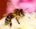 /album/fotogaleria/abeja-jalea-real-jpg/