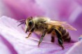 /album/fotogaleria/abejas-miel-recoleccion-jpg/