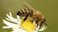 /album/fotogaleria/cerebro-abejas-jpg/