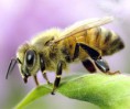 /album/fotogaleria/abeja1-jpg/